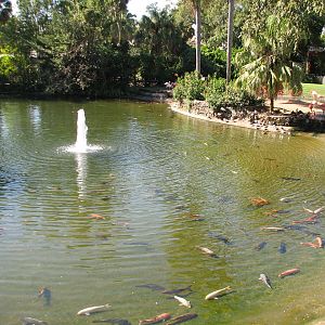 Bird Gardens - Caribbean Flamingo and Koi Exhibit