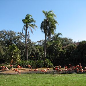 Bird Gardens - Caribbean Flamingo and Koi Exhibit