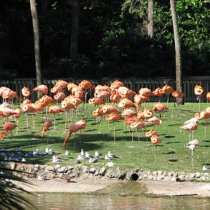 Bird Gardens - Caribbean Flamingo and Koi Exhibit
