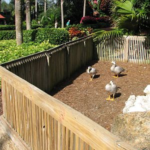 Bird Gardens - Bar-headed Goose Exhibit
