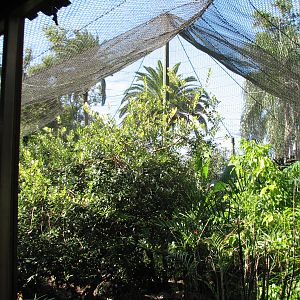 Walkabout Way - Kookaburra's Nest Aviary - Interior