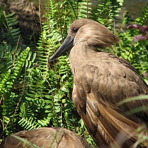Walkabout Way - Kookaburra's Nest Aviary - Interior