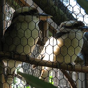 Walkabout Way - Kookaburra's Nest Aviary - Kookaburra Exhibit