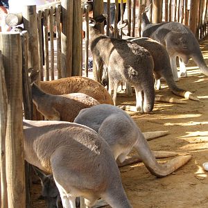 Walkabout Way - Kangaloom