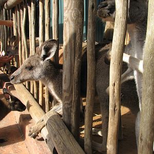 Walkabout Way - Kangaloom