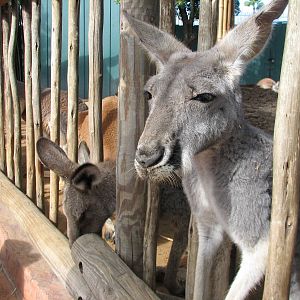 Walkabout Way - Kangaloom