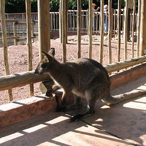 Walkabout Way - Kangaloom - Bennett's Wallaby