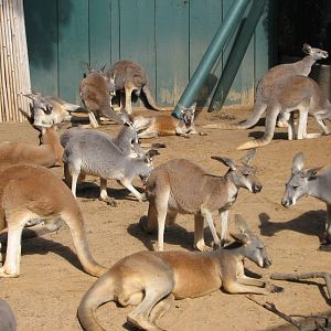 Walkabout Way - Kangaloom