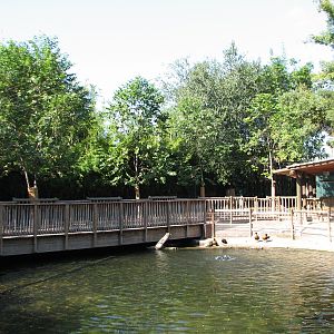 Walkabout Way - Kangaloom - Black Swan Exhibit