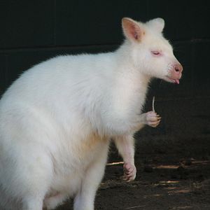 Walkabout Way - Kangaloom - Albino Wallaby