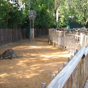 Walkabout Way - Kangaloom - Bennett's Wallaby