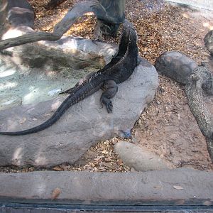 Living Dragons - Iguana and Tortoise Exhibit