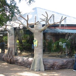 Living Dragons - Komodo Dragon Exhibit