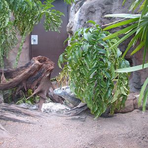 Living Dragons - Komodo Dragon Exhibit