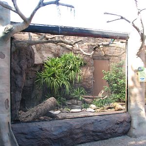 Living Dragons - Cuban Iguana Exhibit