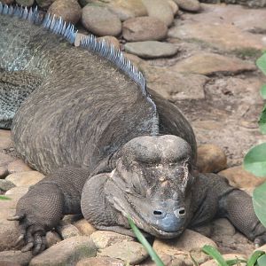 Living Dragons - Cuban Iguana Exhibit