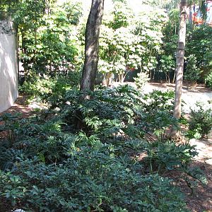 Bird Gardens - Giant Anteater, Crested Screamer, and Indian Muntjac Exhibit