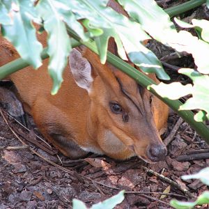 Bird Gardens - Giant Anteater, Crested Screamer, and Indian Muntjac Exhibit