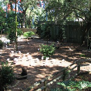 Bird Gardens - Giant Anteater, Crested Screamer, and Indian Muntjac Exhibit