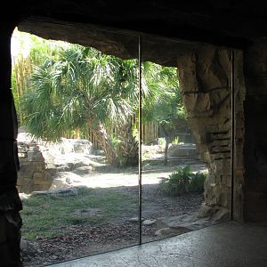 Jungala - Bengal Tiger Exhibit 1