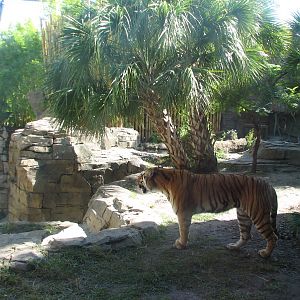 Jungala - Bengal Tiger Exhibit 1