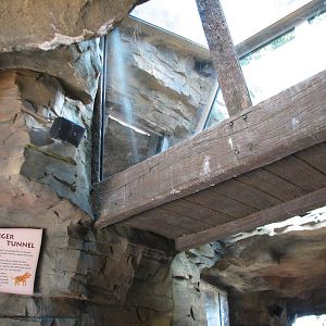 Jungala - Tiger Tunnel