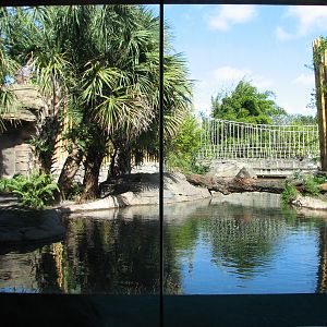Jungala - Bengal Tiger Exhibit 1