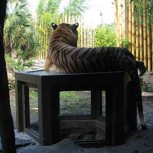 Jungala - Bengal Tiger Exhibit 1 - Popup Window