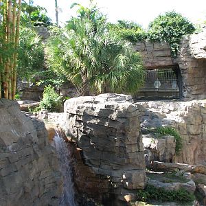 Jungala - Bengal Tiger Exhibit 1