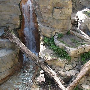 Jungala - Bengal Tiger Exhibit 1