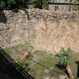 Jungala - Bengal Tiger Exhibit 1