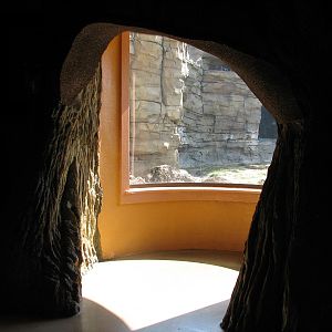 Jungala - Tiger Treasures Shop - Treetrunk Viewing Nook into Bengal Tiger E