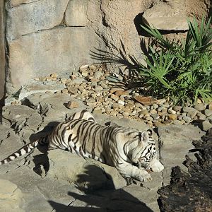 Jungala - Bengal Tiger Exhibit 2