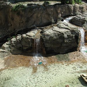 Jungala - Bengal Tiger Exhibit 2
