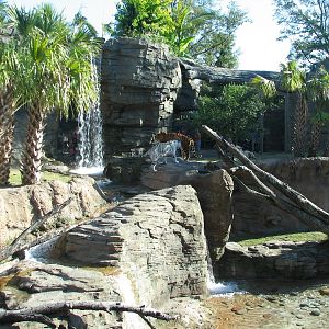 Jungala - Bengal Tiger Exhibit 2