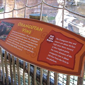 Jungala - Orangutan Exhibit - Orangutan Vine Sign