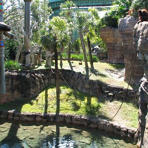 Jungala - Orangutan Exhibit