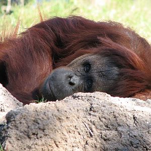 Jungala - Orangutan Exhibit