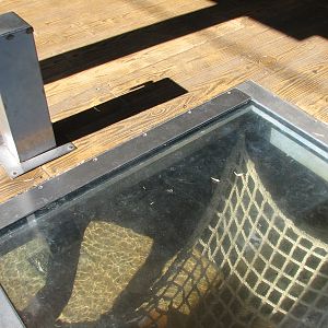 Jungala - Orangutan Exhibit - Orangutan Outpost Floor