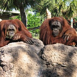 Jungala - Orangutan Exhibit