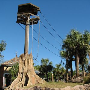 Jungala - Orangutan Exhibit - Orangutan Vine