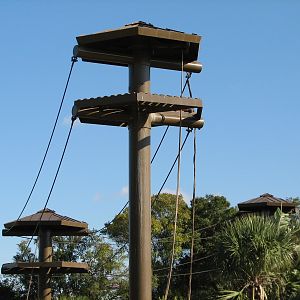 Jungala - Orangutan Exhibit - Orangutan Vine