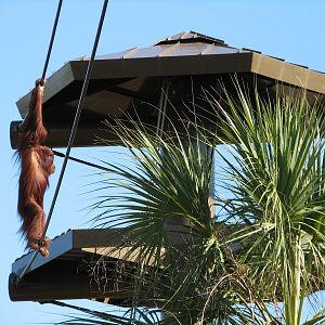 Jungala - Orangutan Exhibit - Orangutan Vine