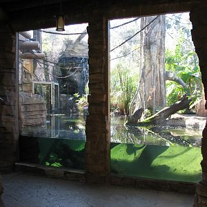 Jungala - Flying Fox Exhibit - Lower Viewing Area