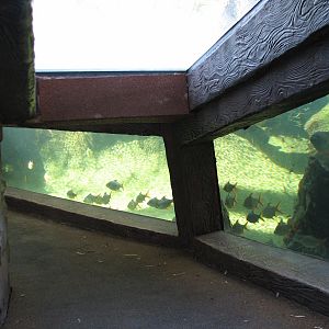 Jungala - Flying Fox Exhibit - Pond Tunnel Viewing Area