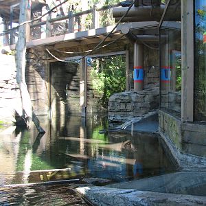 Jungala - Flying Fox Exhibit
