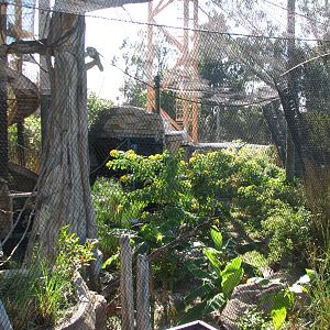 Jungala - Flying Fox Exhibit