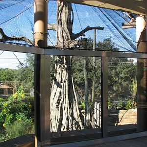 Jungala - Flying Fox Exhibit - Upper Viewing Area