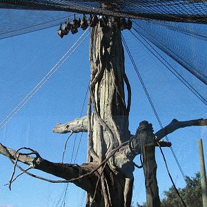 Jungala - Flying Fox Exhibit