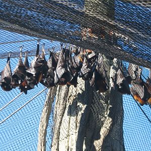 Jungala - Flying Fox Exhibit